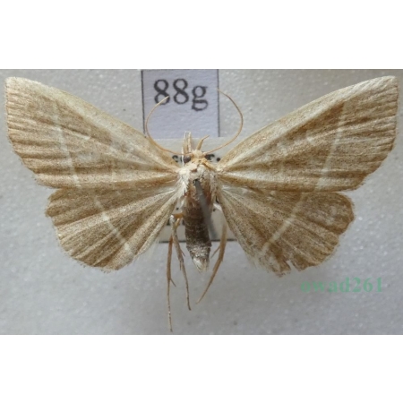 Trisateles emortualis (Denis & Schiffermüller, 1775) Pomiarka zmarlica Czech88g